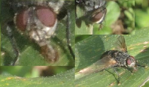 Réf. 349 636 : Nemoraea pellucida